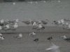 Caspian Gull at Hole Haven Creek (Steve Arlow) (156502 bytes)